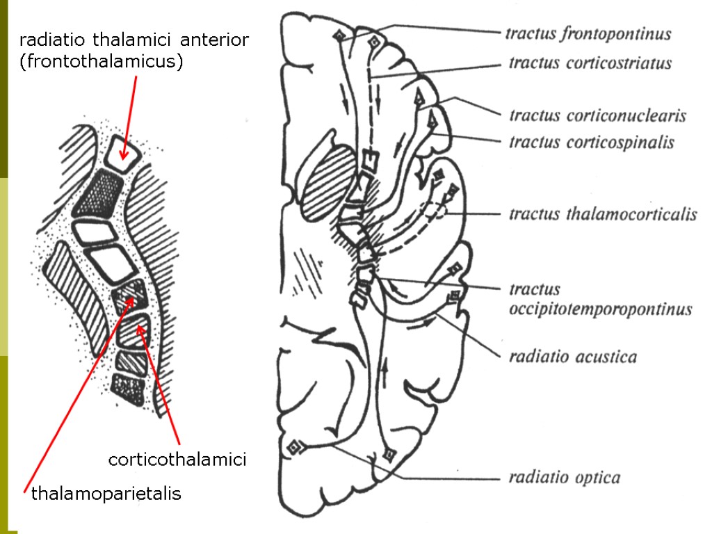 radiatio thalamici anterior (frontothalamicus) thalamoparietalis corticothalamici